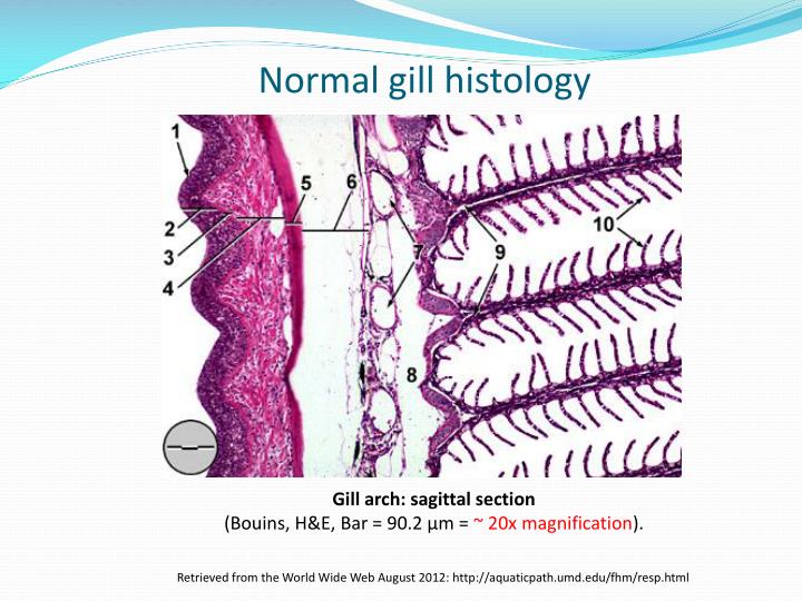 PPT - FISH GILLS In health and in disease PowerPoint Presentation - ID ...