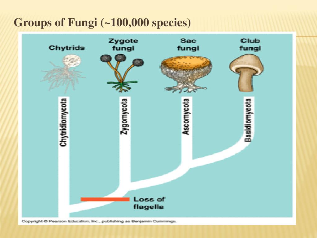 PPT - Fungal Biodiversity PowerPoint Presentation, free download - ID ...