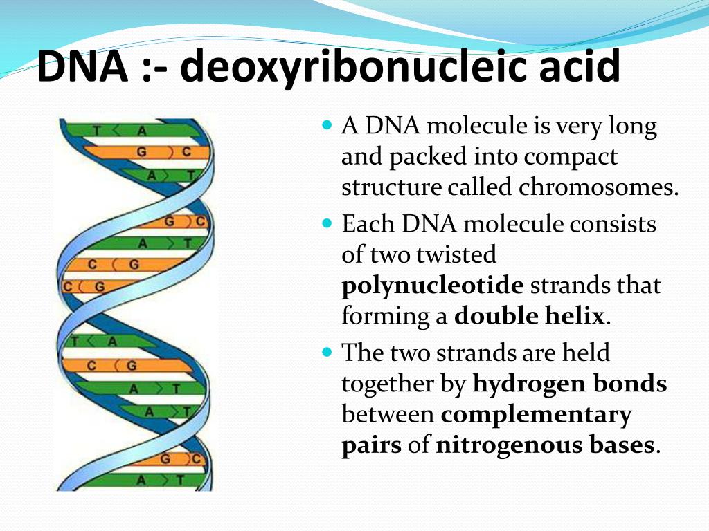 presentation on structure of dna