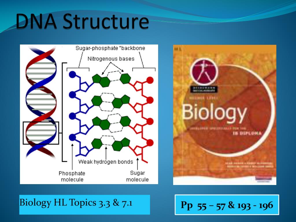 presentation on structure of dna