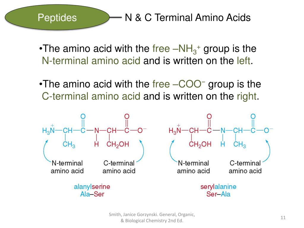 PPT CHAPTER 21 Amino Acids, Proteins, & Enzymes General, Organic