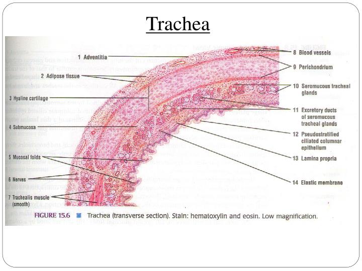 trachea histology
