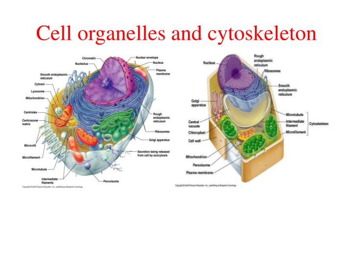 PPT TASK 1 STATE THE COMPARISON OF THE PROKARYOTE AND