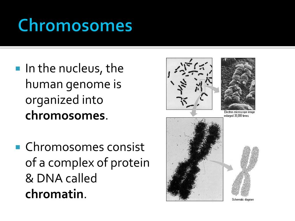 PPT - Gene Organization & Chromosome Structure. PowerPoint Presentation ...