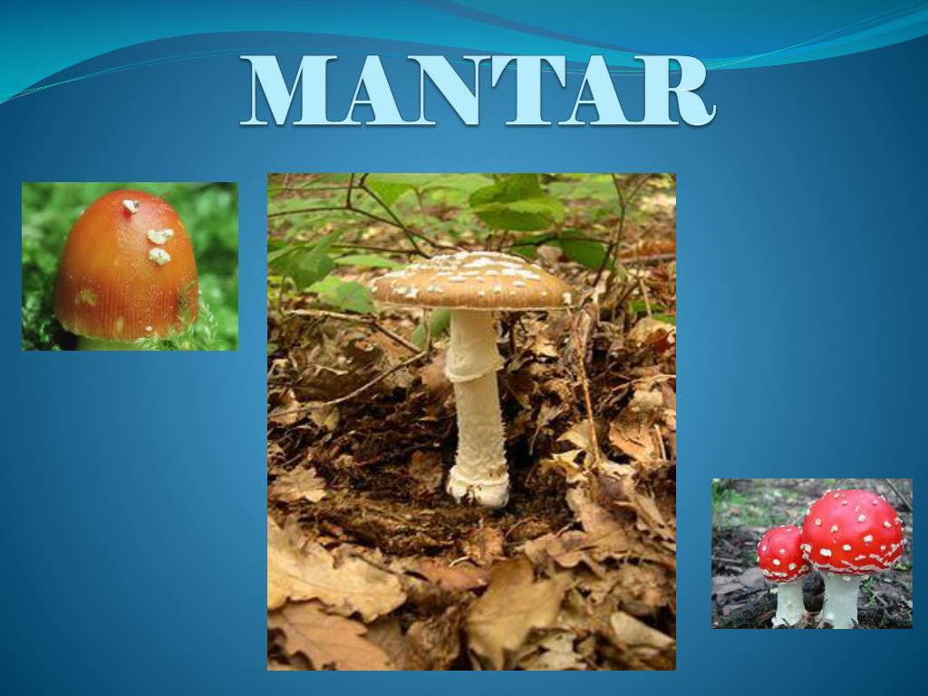 Yenilebilir mantar: yanlış mantar Yenilebilir mantar: yanlış mantar