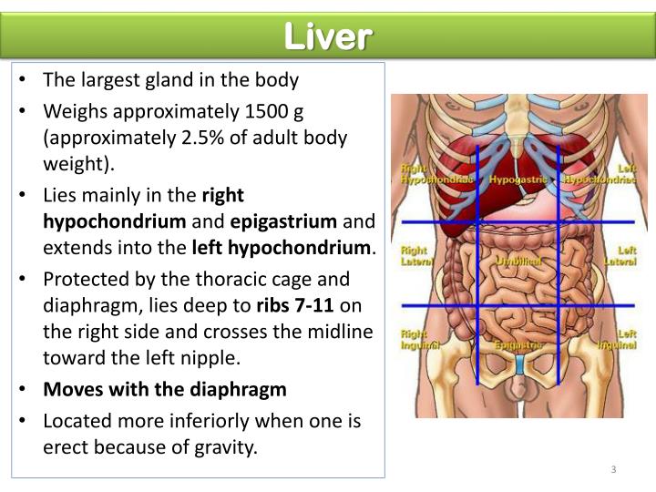 PPT Liver & Spleen PowerPoint Presentation ID2118838
