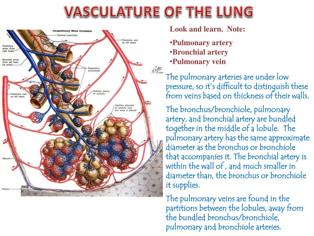 PPT - Lungs Digital Laboratory PowerPoint Presentation, free download