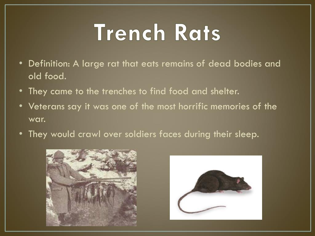 PPT - Life in the Trenches Part II PowerPoint Presentation, free download -  ID:2119705