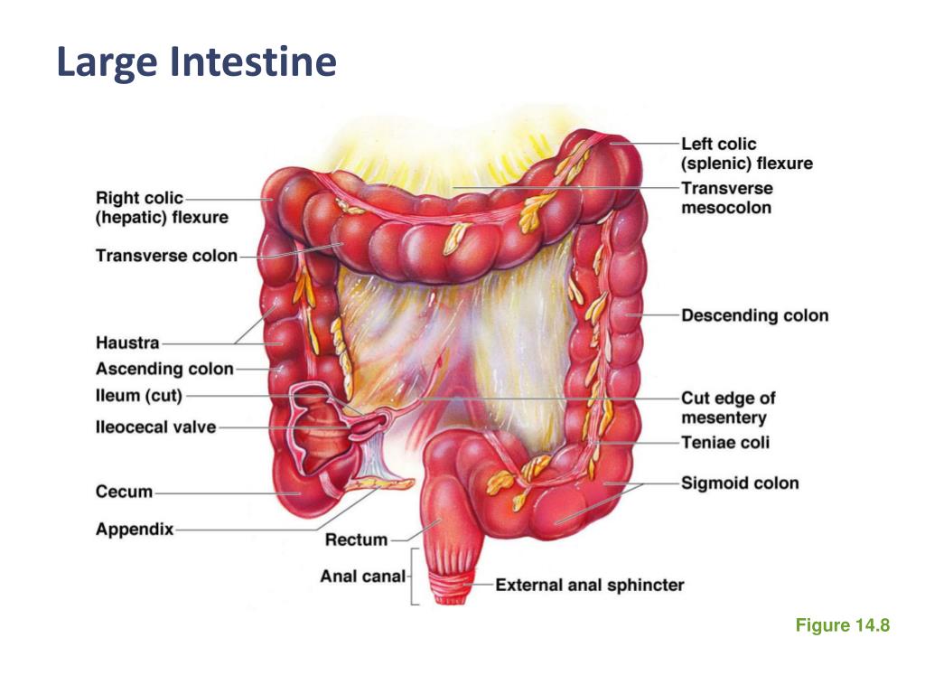 Antiinflamatorio intestino