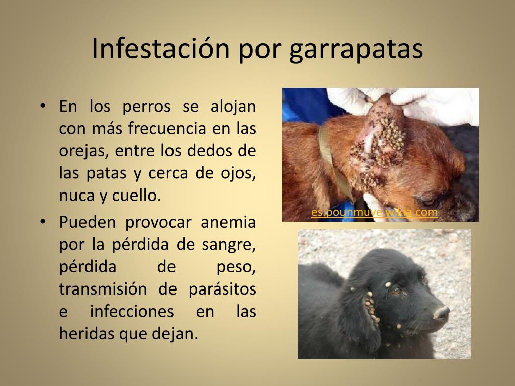 PPT - Como controlar la infestación de pulgas y garrapatas en perros y  gatos de casa PowerPoint Presentation - ID:2120164
