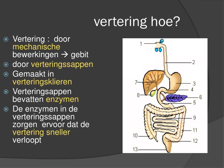 PPT - Het verteringsstelsel PowerPoint Presentation - ID:2120233