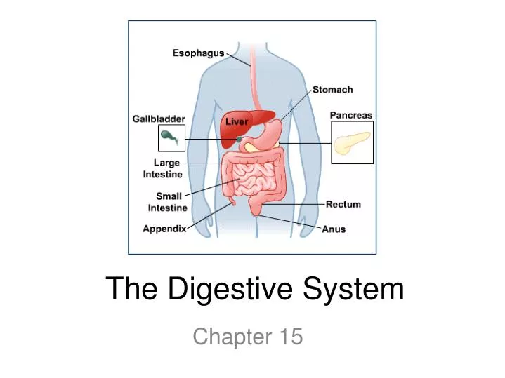 essays about the digestive system The human digestive system essay 772 words | 4 pages order to function have to be extracted from food and absorbed into the body the process responsible for this is known as digestion. essays about the digestive system The human digestive system essay 772 words | 4 pages order to function have to be extracted from food and absorbed into the body the process responsible for this is known as digestion.