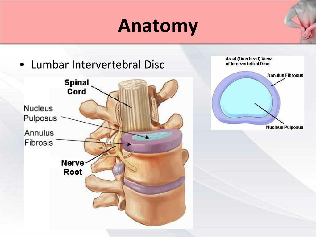 Back Muscles Anatomy Ppt / Neck muscles - Learn all about the muscles