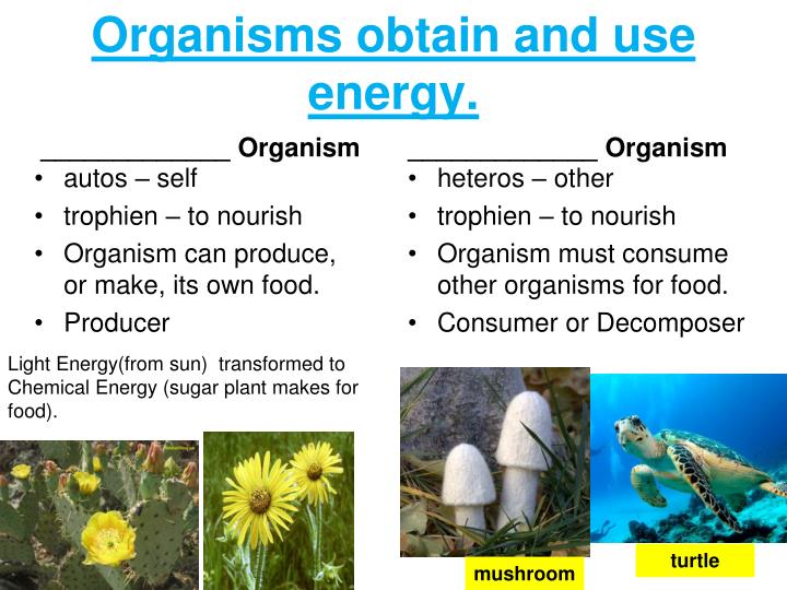 PPT Plant Kingdom PowerPoint Presentation ID2120551