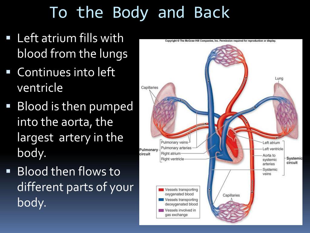 Cardiorespiratory Cash pdf free download Cardiorespiratory Cash pdf free download