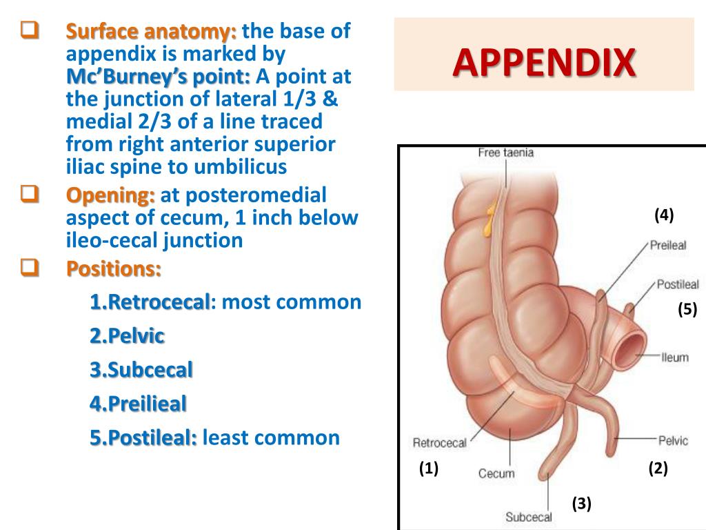 Аппендикс пример. Строение аппендикса анатомия. Анатомия и физиология червеобразного отростка.