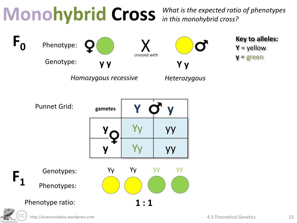 Моногибрид. Monohybrid Cross. Моногибрид дегеніміз не. Genotype. A punnet перевод.