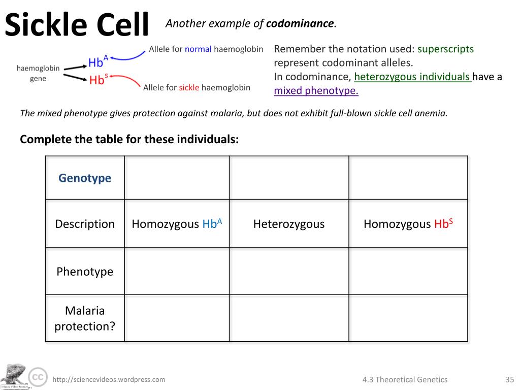 Sickle Cell Genotype Chart