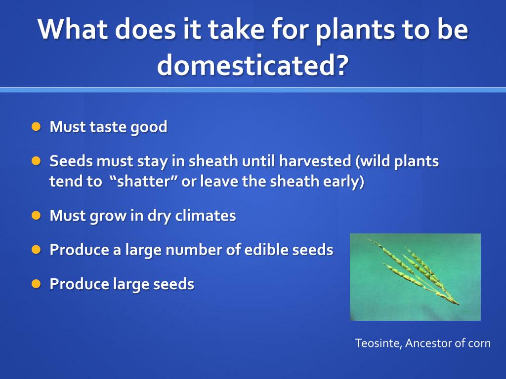 PPT - Animal & Plant Domestication PowerPoint Presentation, free ...