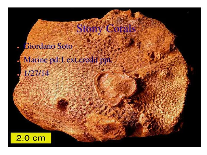 stony corals n.