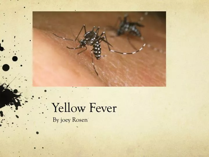 PPT - Yellow Fever PowerPoint Presentation, free download - ID:2122919