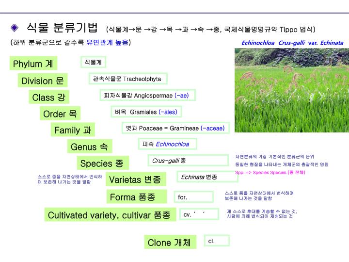 PPT - 자원식물의 분류 PowerPoint Presentation - ID:2123250
