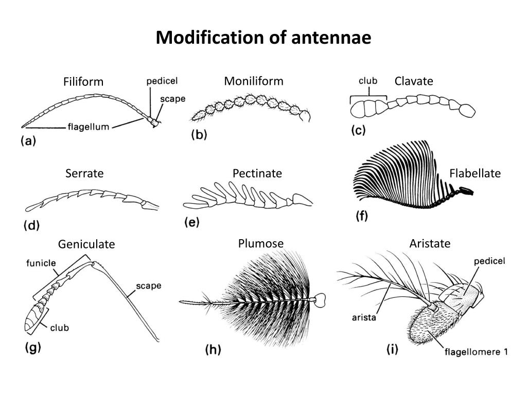 PPT External Anatomy II Lecture 11 PowerPoint Presentation, free