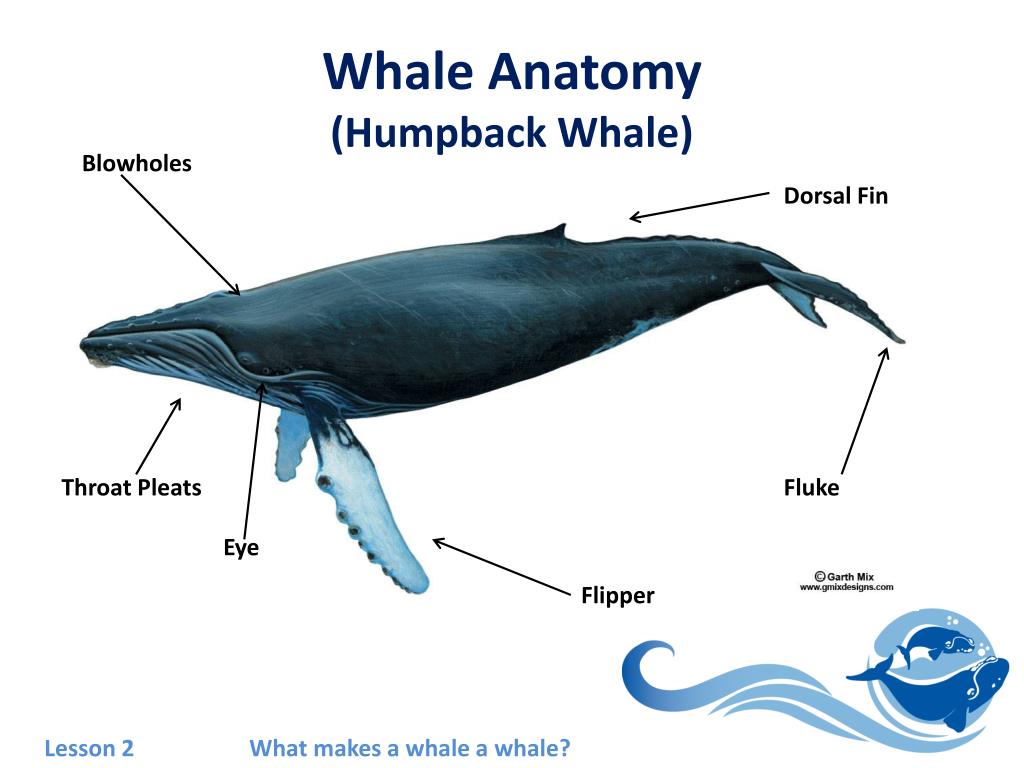 Whale Anatomy