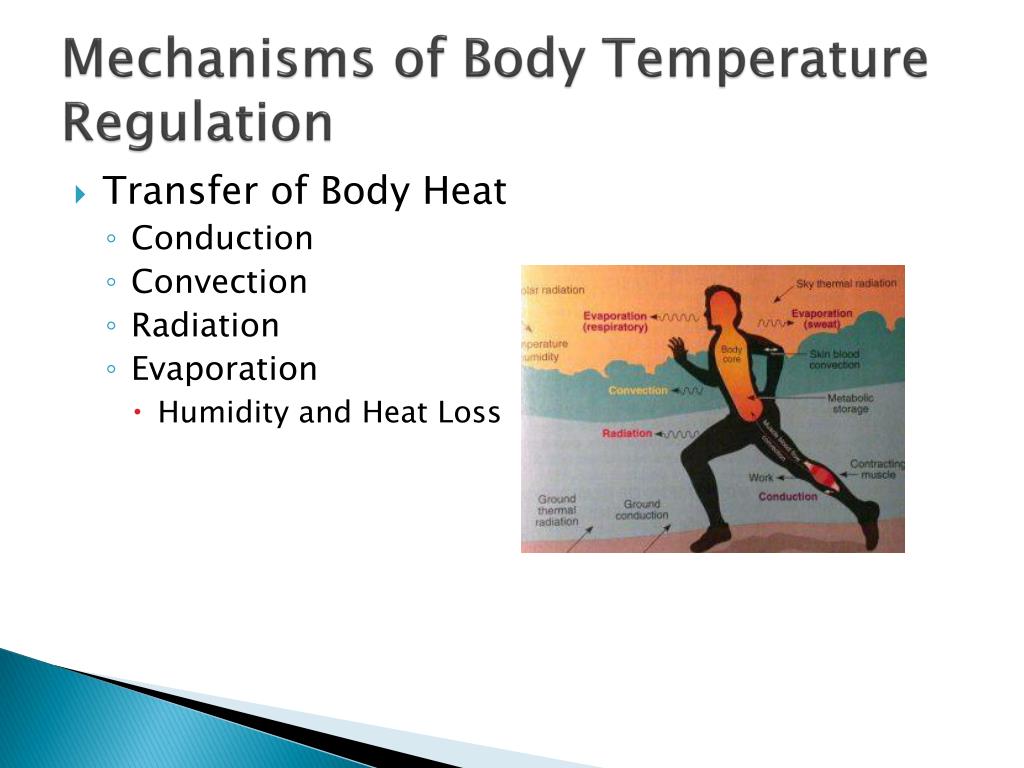 PPT - Thermoregulation PowerPoint Presentation, free download - ID:2124333