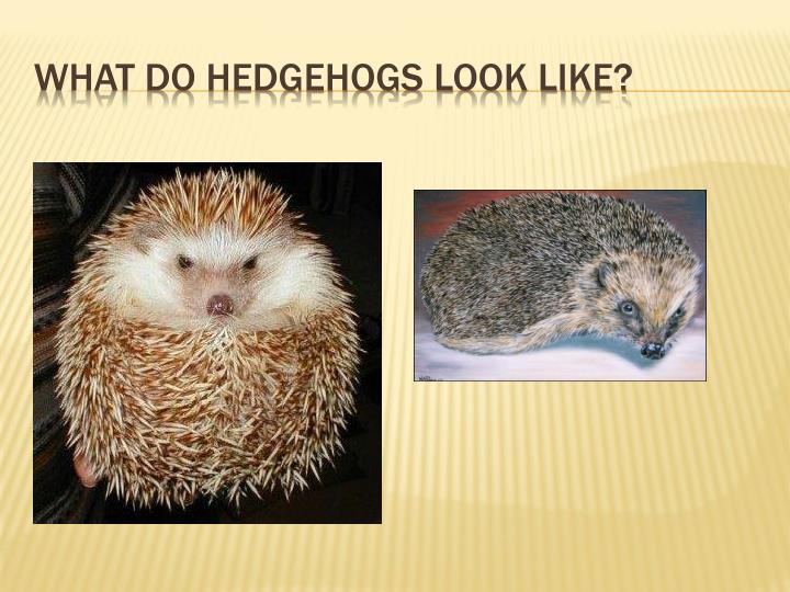 PPT All about hedgehogs PowerPoint Presentation ID2124664