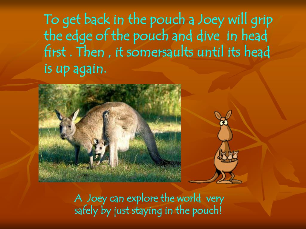 PPT - Kangaroos PowerPoint Presentation, free download - ID:2125115