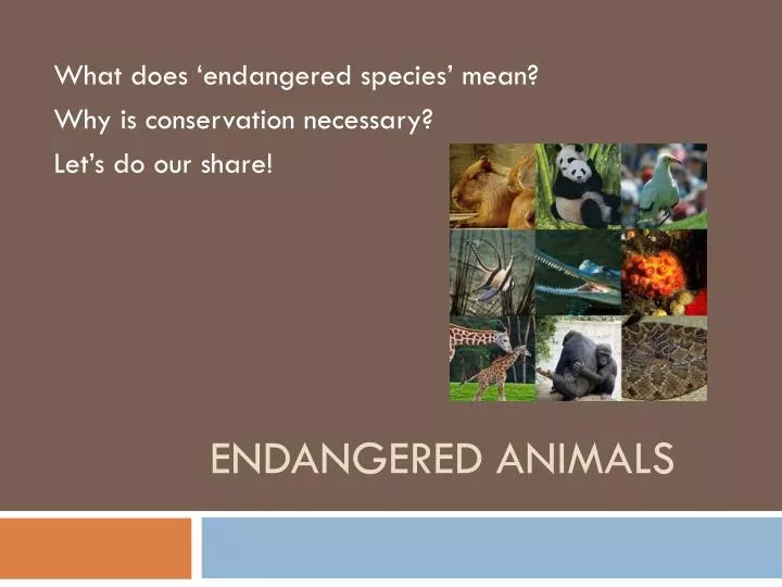 PPT - Endangered Animals PowerPoint Presentation, free download - ID:2125256