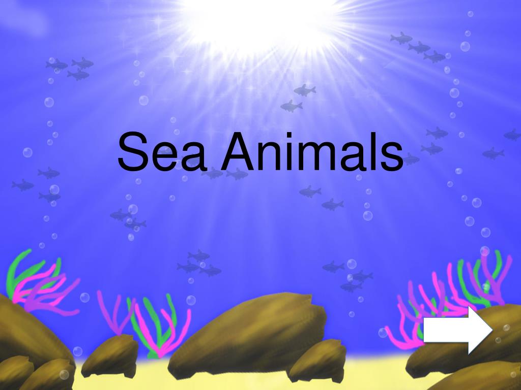 PPT - Sea Animals PowerPoint Presentation, free download - ID:2125286