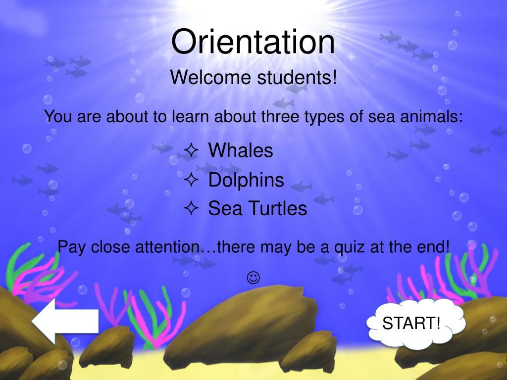 PPT - Sea Animals PowerPoint Presentation, free download - ID:2125286