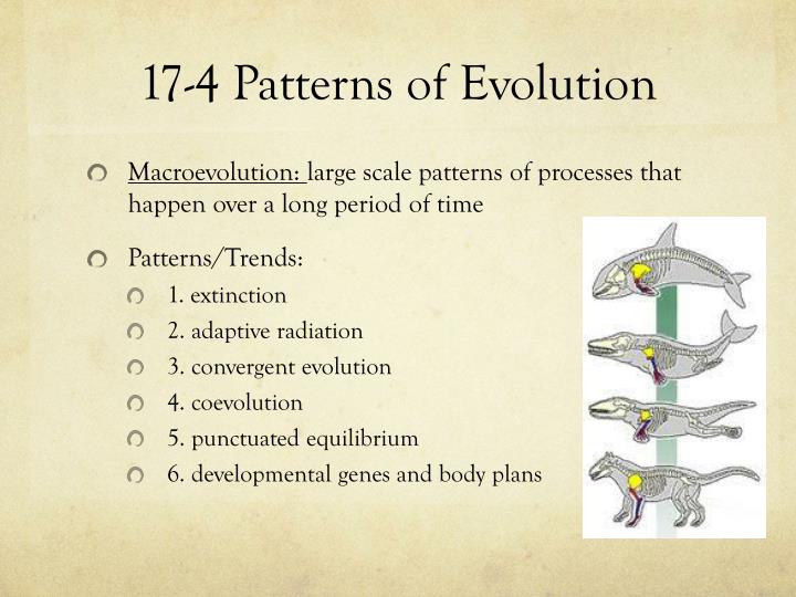 PPT Chapter 60 PowerPoint Presentation ID60 Gorgeous Section 174 Patterns Of Evolution PPT Chapter 60 PowerPoint Presentation ID60 Gorgeous Section 174 Patterns Of Evolution