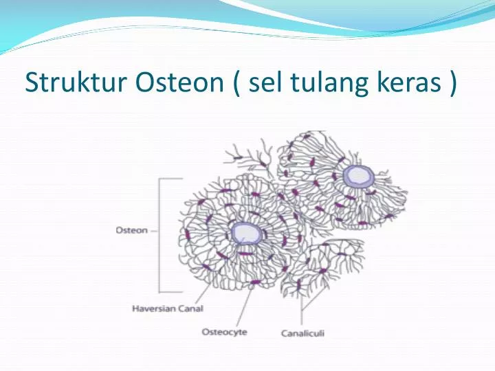 PPT Struktur Osteon sel tulang  keras  PowerPoint 