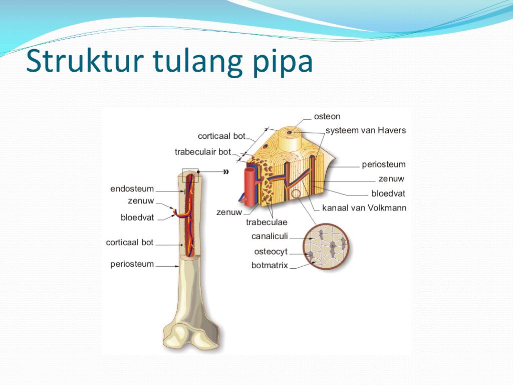 PPT Struktur Osteon sel tulang keras PowerPoint 
