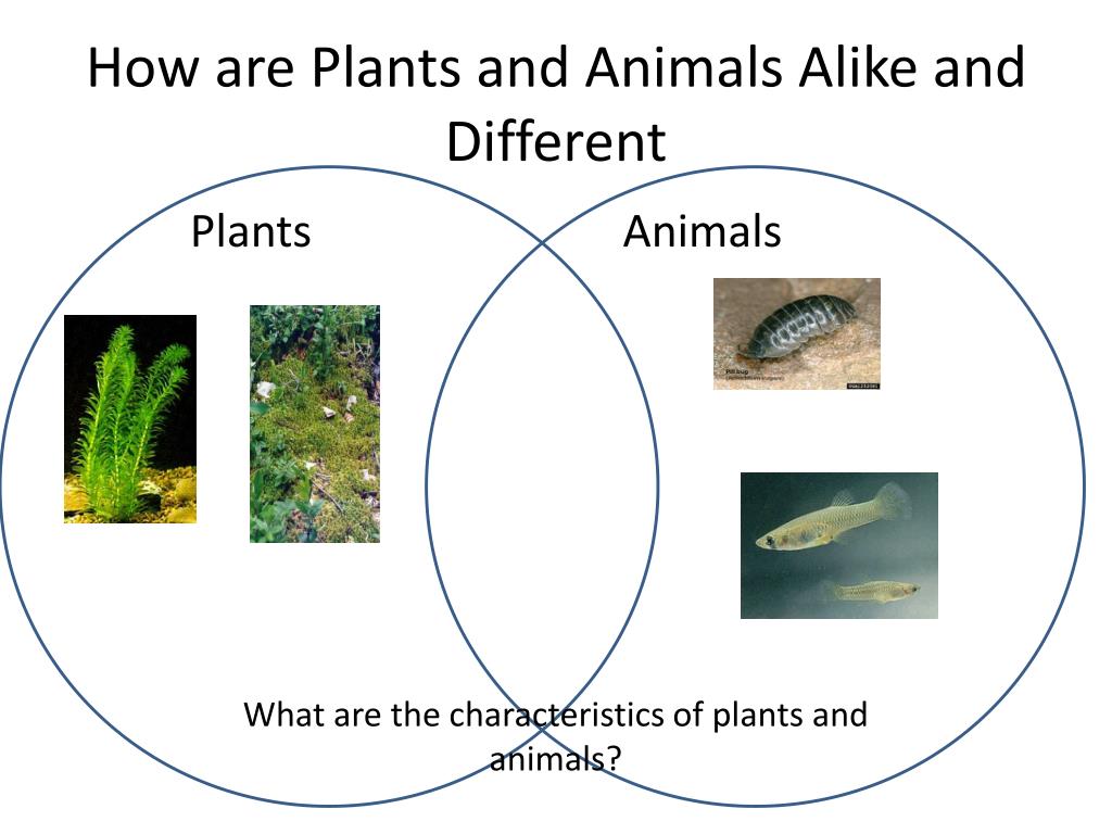 PPT - Living Organisms PowerPoint Presentation, free download - ID:2125773 PPT - Living Organisms PowerPoint Presentation, free download - ID:2125773