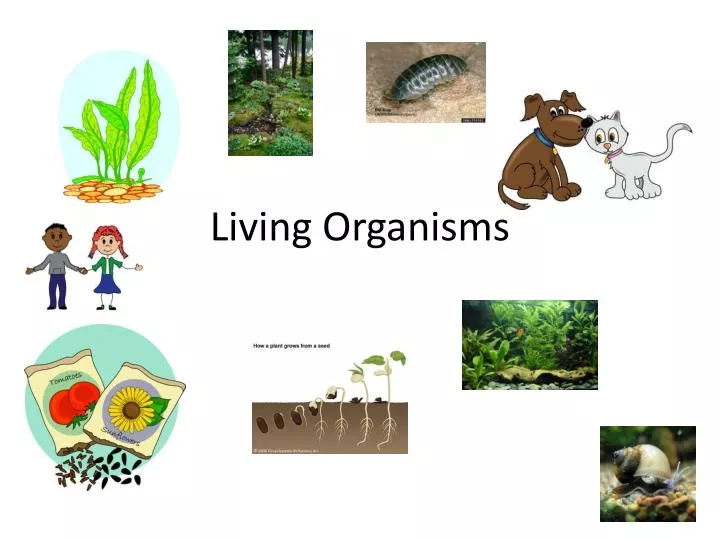 PPT Living Organisms PowerPoint Presentation Free Download ID 2125773