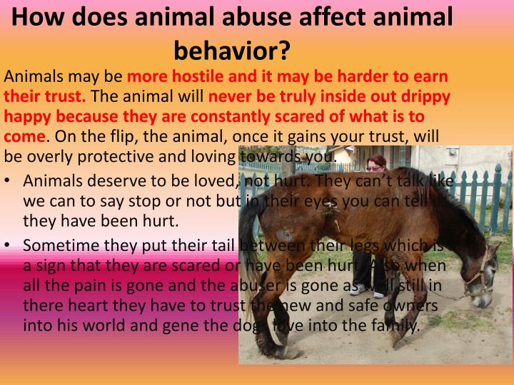 the abusive behavior towards athletes the abusive behavior towards athletes