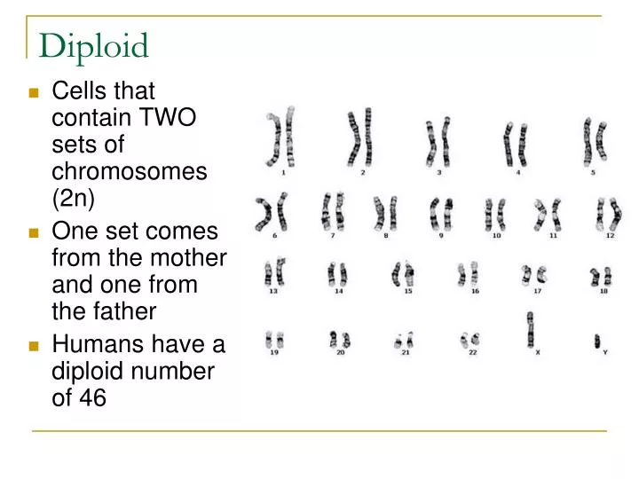 picture of diploid