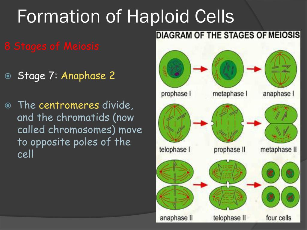 PPT - Biology 7.1 Meiosis and Reproduction PowerPoint Presentation ...