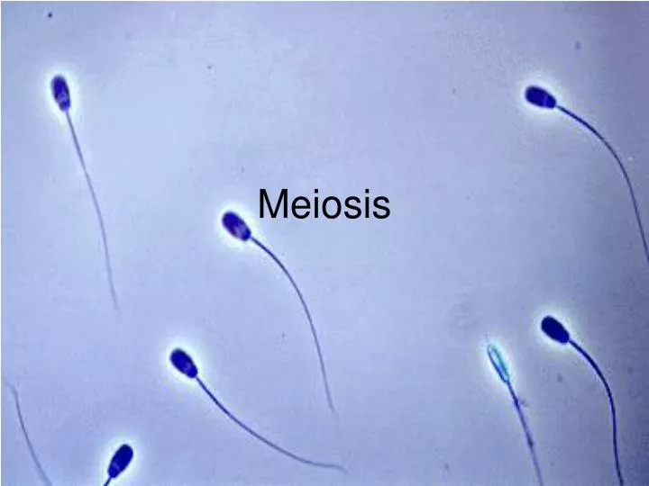 meiosis n.