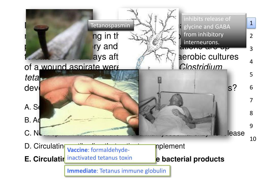 PPT - Immunology #10-11 Antibodies and Antigens II PowerPoint ...