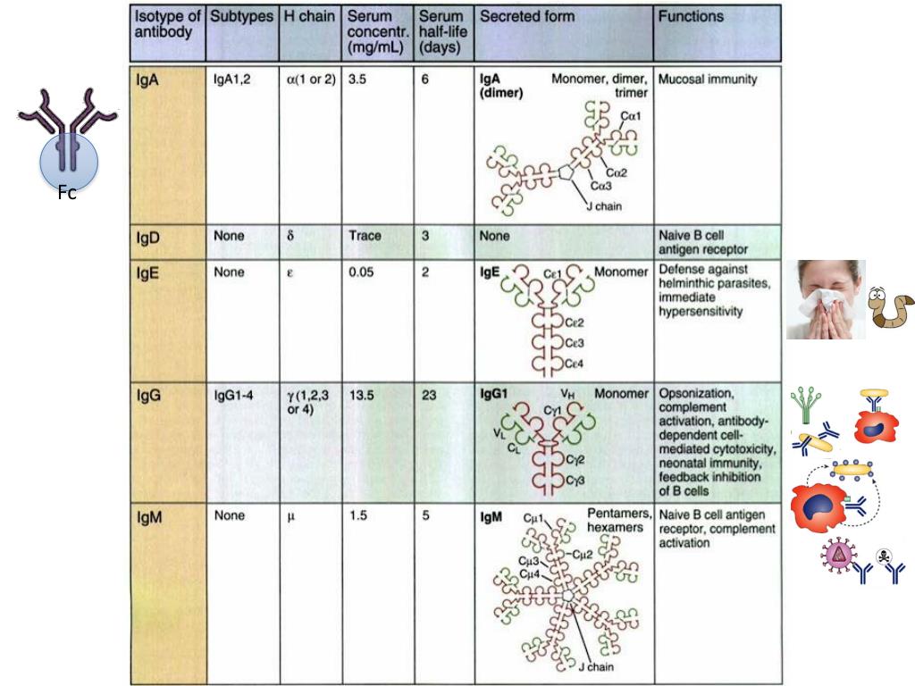 PPT - Immunology #10-11 Antibodies and Antigens II PowerPoint ...