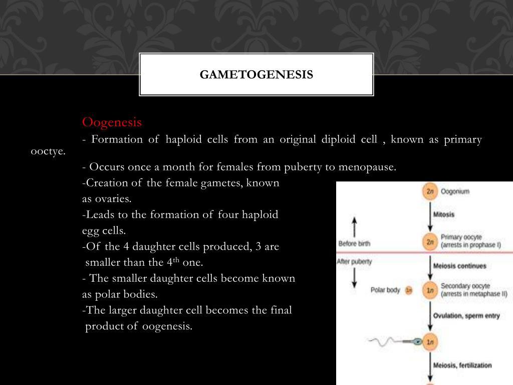 Meiosis & Gametogenesis PowerPoint Presentation, free download ... Biology Diagrams