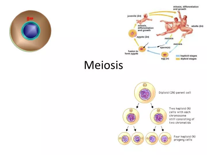 ppt meiosis powerpoint presentation id 2127944 meiosis powerpoint