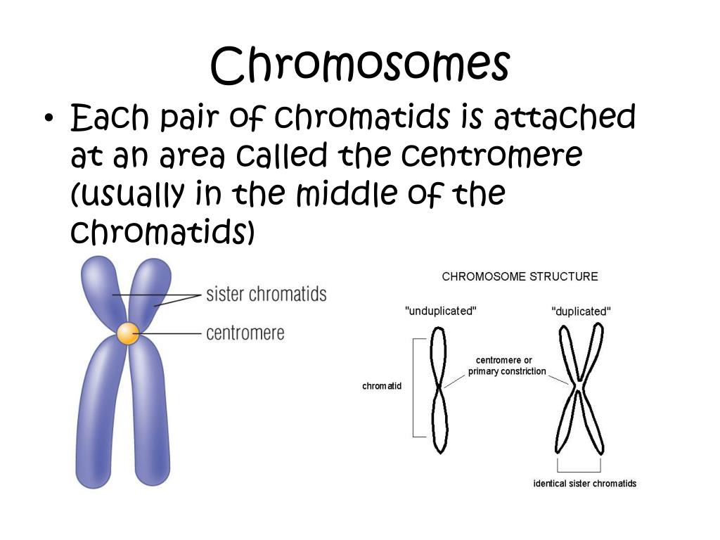 PPT - Unit 8: The Cell Cycle PowerPoint Presentation; free download