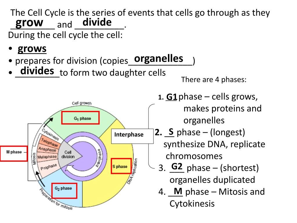 Ppt Unit 8 The Cell Cycle Powerpoint Presentation Free Download