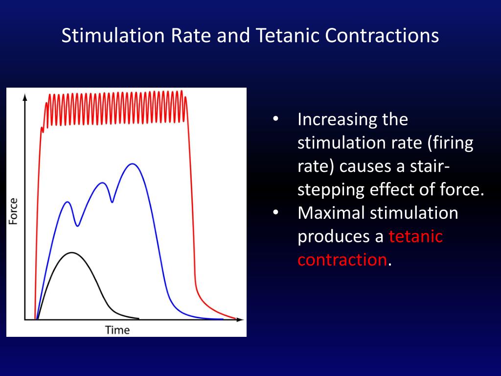 Stimulation Rate and Tetanic Contractions.